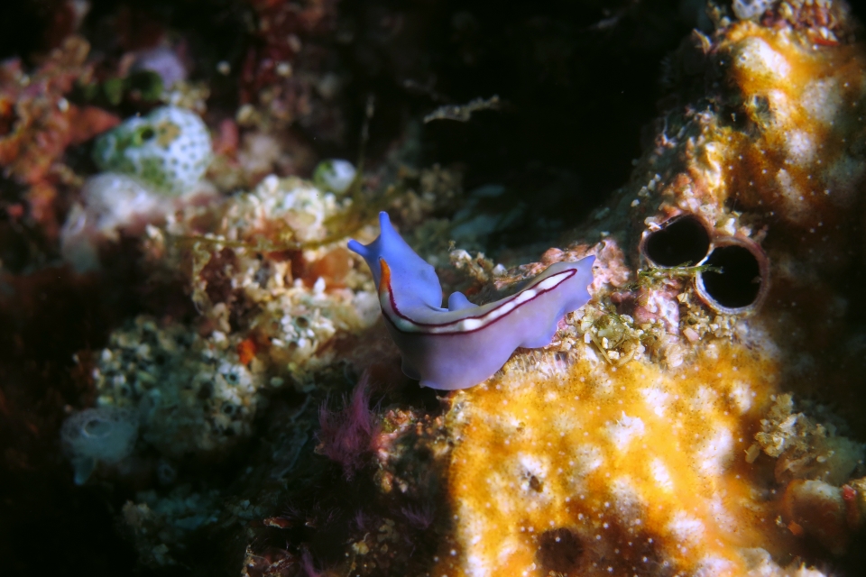 Pseudoceros bifurcus, Gastrochaena cuneiformis