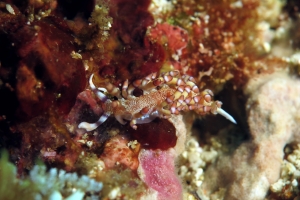 Flabellina riwo