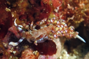Flabellina riwo
