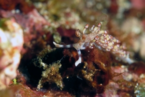 Flabellina riwo