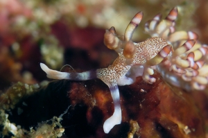 Flabellina riwo