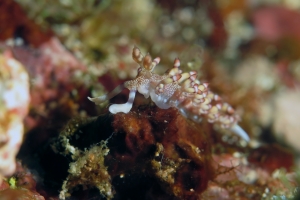 Flabellina riwo