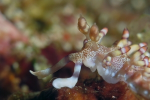 Flabellina riwo