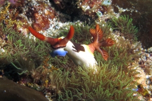 Nembrotha chamberlaini, Corail du genre Briareum