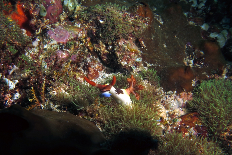 Nembrotha chamberlaini, Corail du genre Briareum