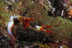 Nembrotha chamberlaini, Corail du genre Briareum