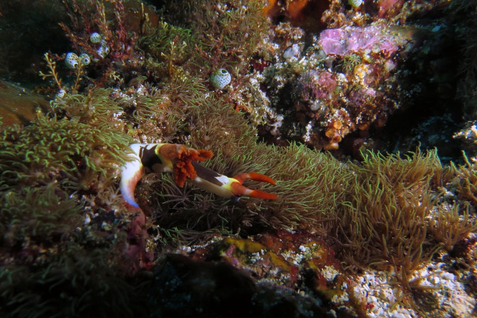 Nembrotha chamberlaini, Corail du genre Briareum