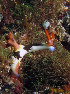 Nembrotha chamberlaini, Corail du genre Briareum