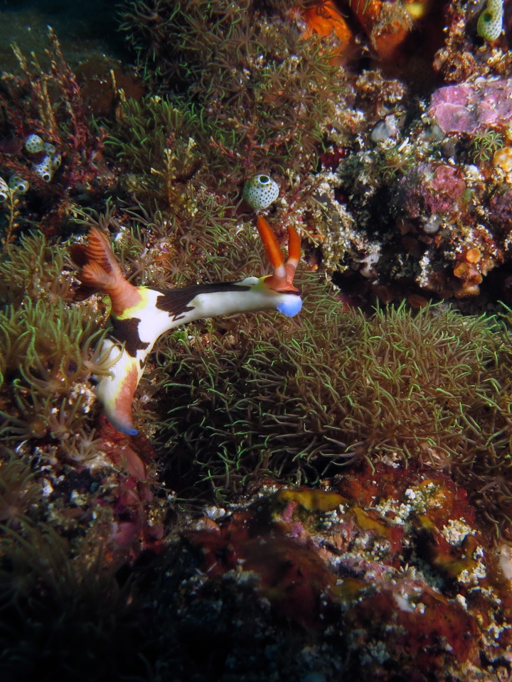 Nembrotha chamberlaini, Corail du genre Briareum