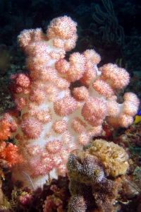 Alcyonaire cf. Dendronephthya sp.