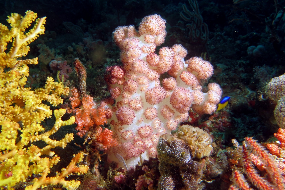 Alcyonaire cf. Dendronephthya sp.
