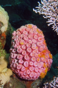 Tubastraea coccinea