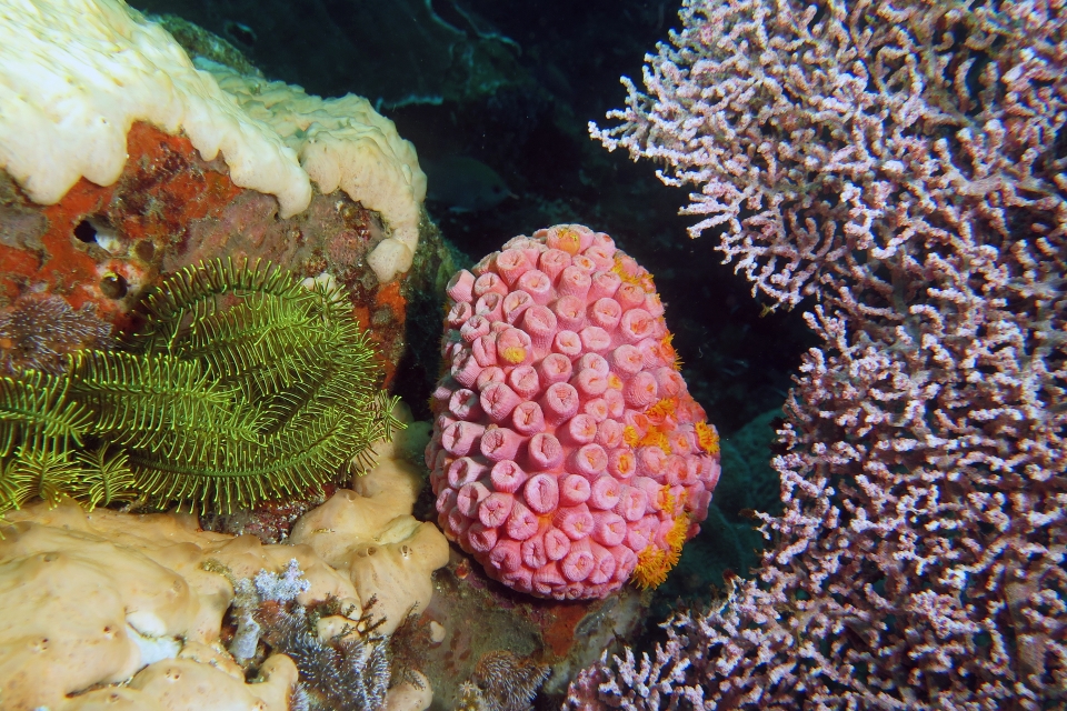 Tubastraea coccinea