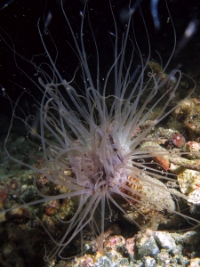 Cerianthus sp.