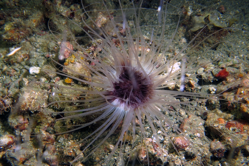 Cerianthus sp.