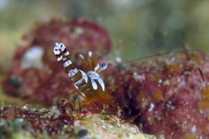 Thor amboinensis