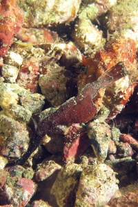 Solenostomus cyanopterus