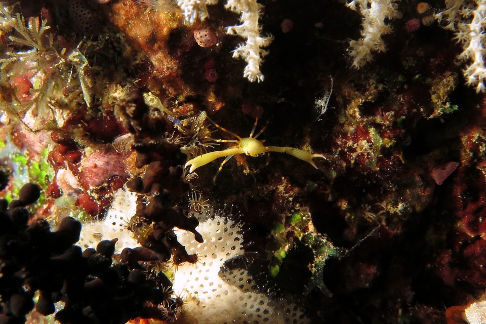Quadrella coronata, Triphyllozoon sp., Zanclea sp.
