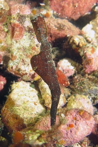 Solenostomus cyanopterus