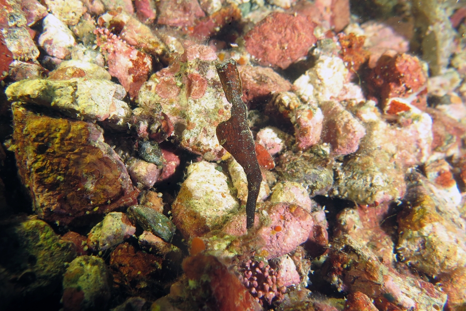 Solenostomus cyanopterus