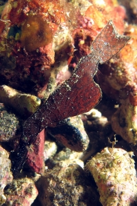 Solenostomus cyanopterus