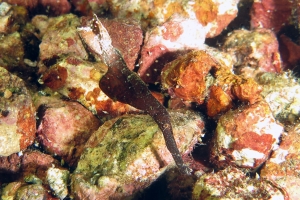 Solenostomus cyanopterus