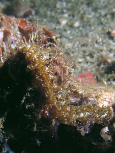 Pteraeolidia semperi