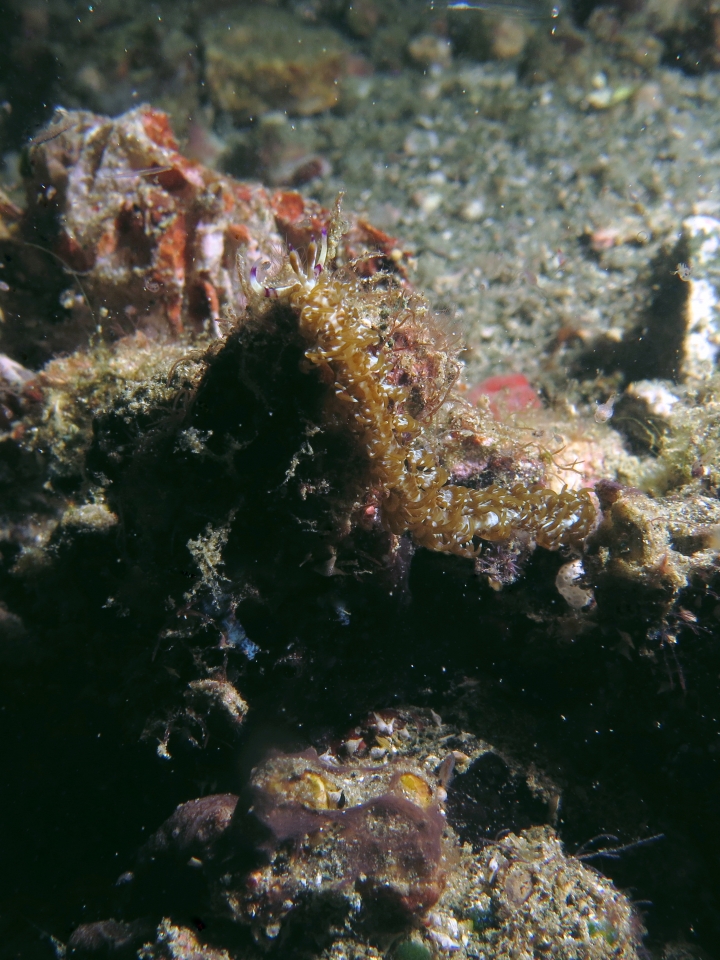 Pteraeolidia semperi