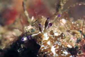 Pteraeolidia semperi
