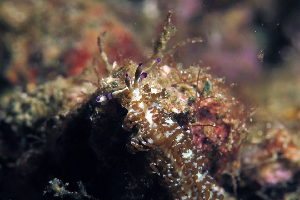 Pteraeolidia semperi