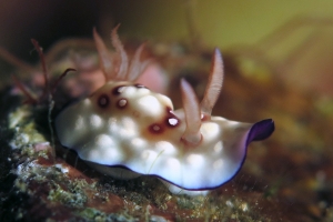 Goniobranchus hintuanensis