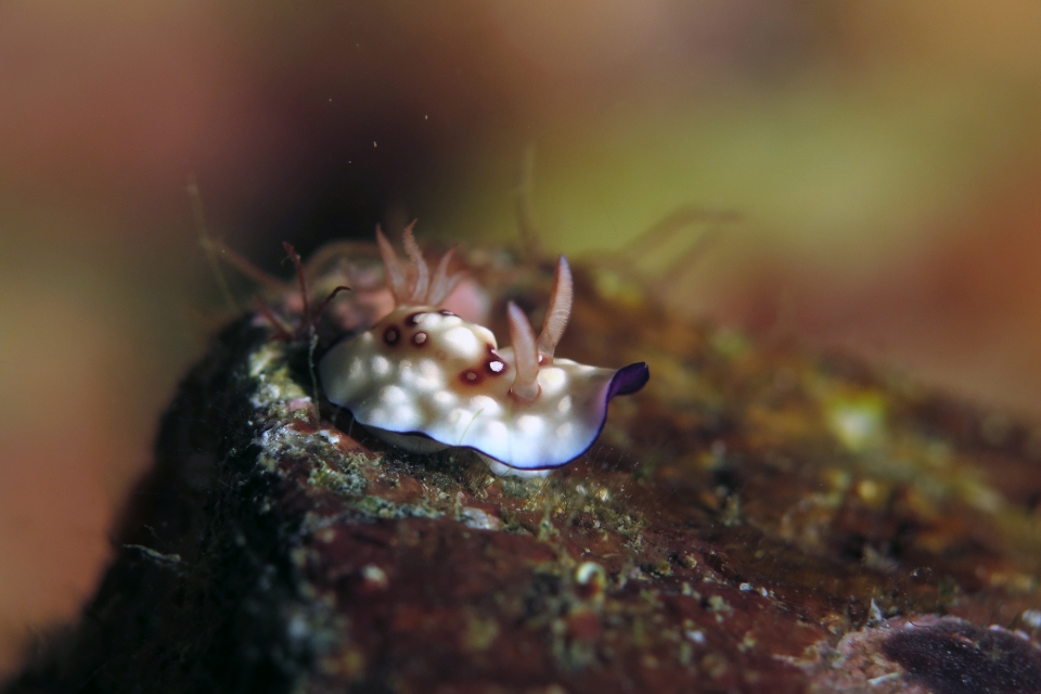 Goniobranchus hintuanensis
