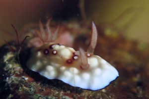 Goniobranchus hintuanensis