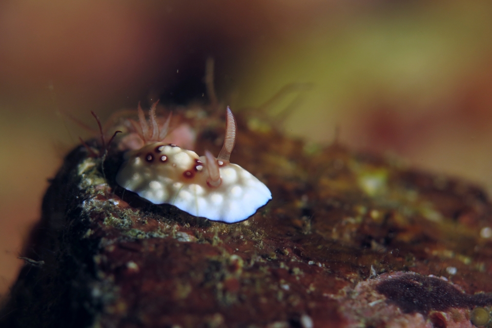 Goniobranchus hintuanensis