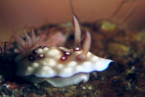 Goniobranchus hintuanensis