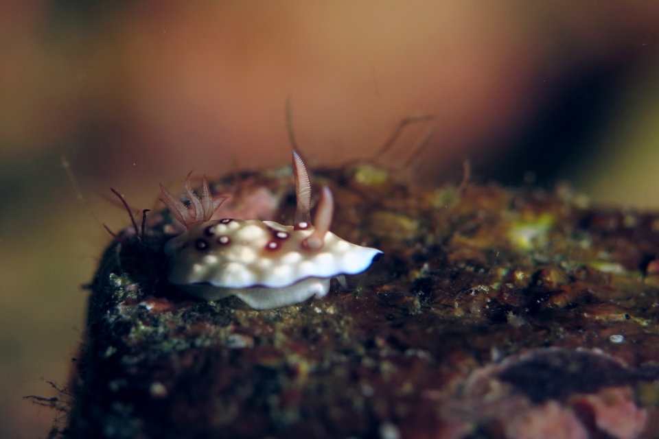 Goniobranchus hintuanensis