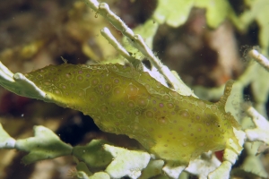 Petalifera ramosa