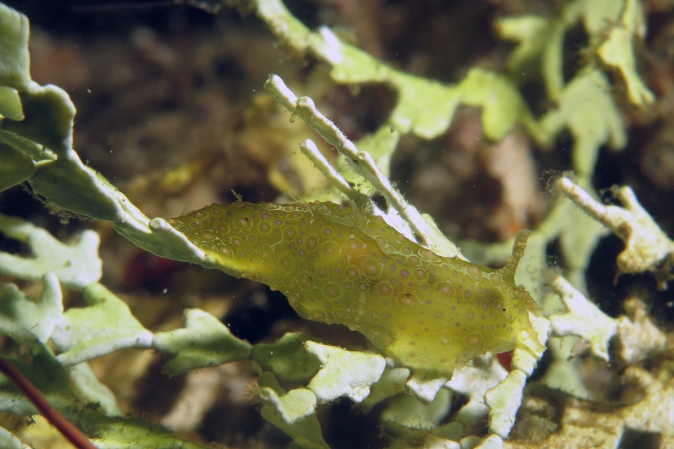 Petalifera ramosa