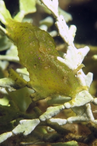 Petalifera ramosa