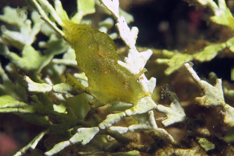 Petalifera ramosa