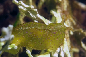Petalifera ramosa