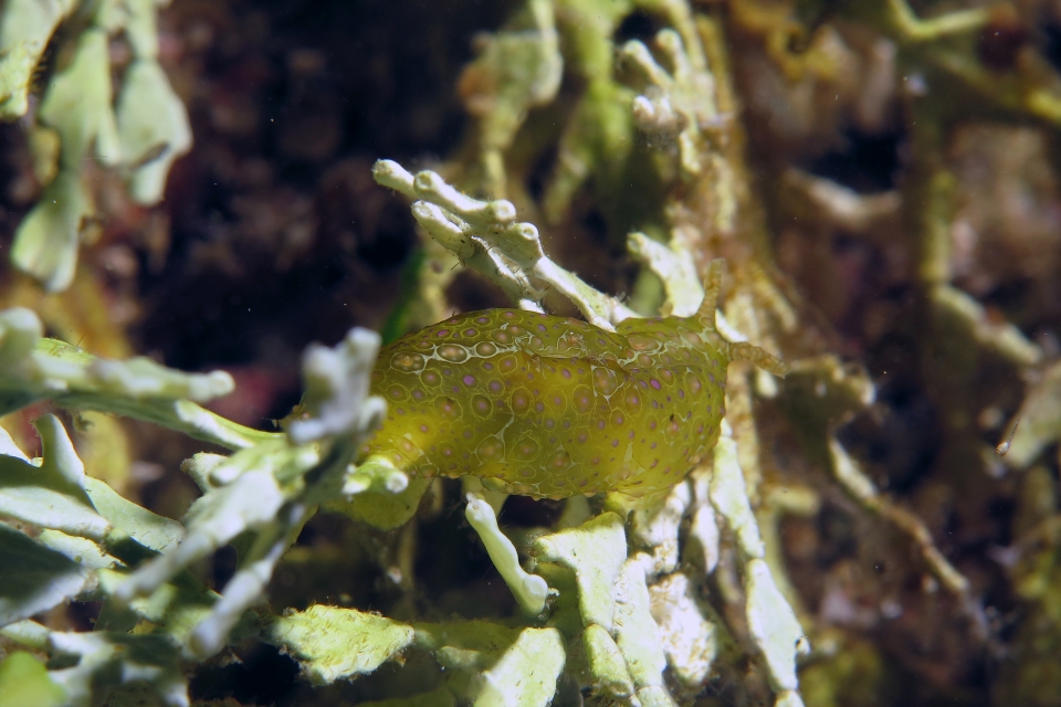 Petalifera ramosa