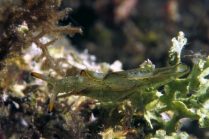 Elysia marginata