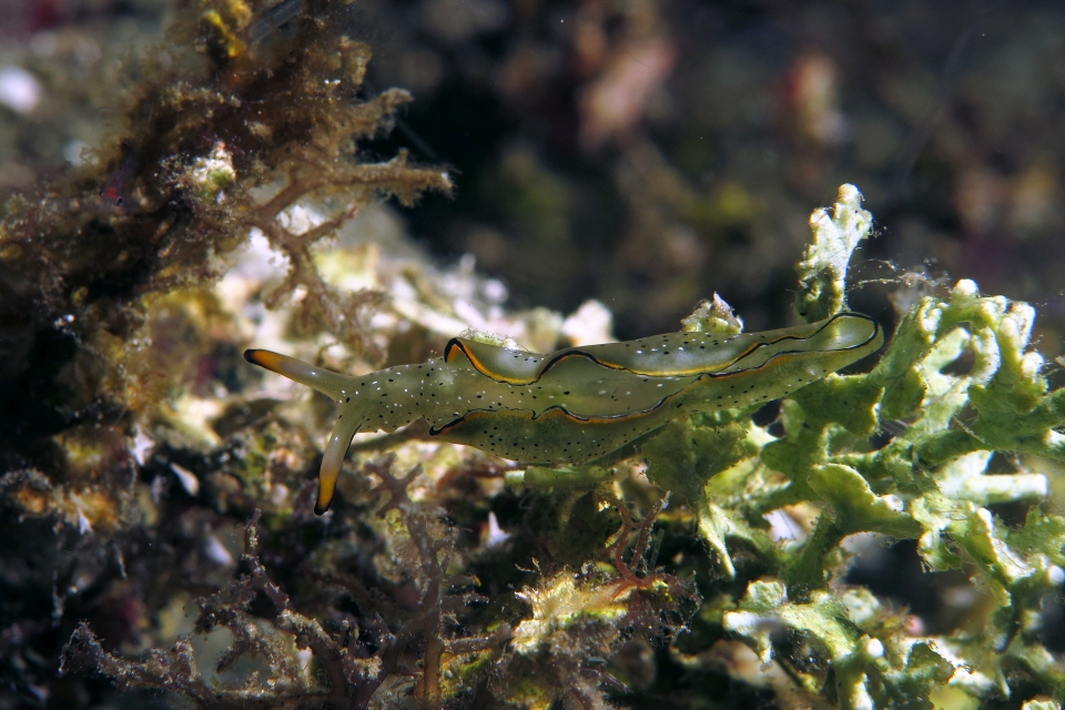 Elysia marginata