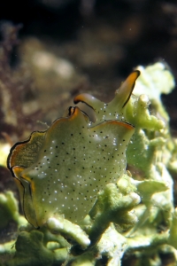 Elysia marginata