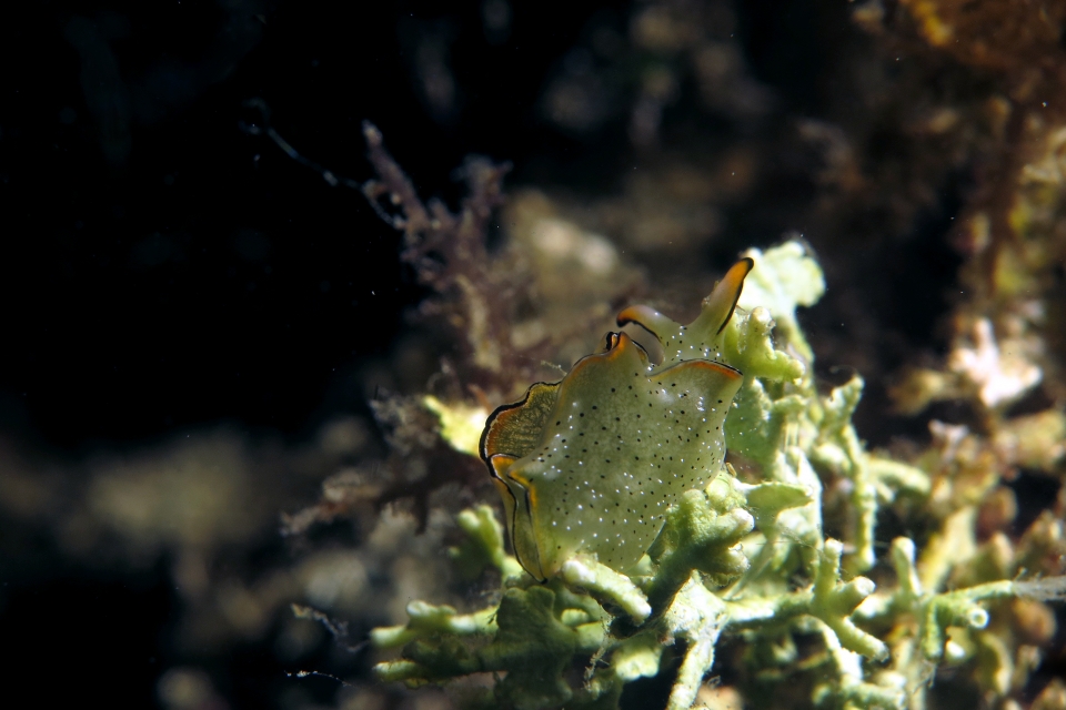 Elysia marginata