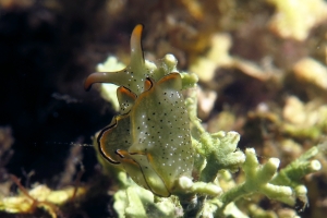 Elysia marginata