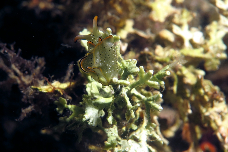 Elysia marginata