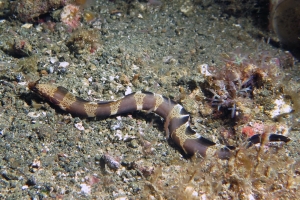 Murène à cornes non identifiée