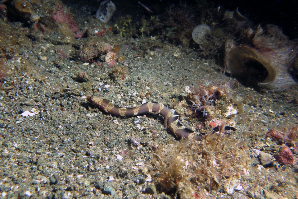 Murène à cornes non identifiée